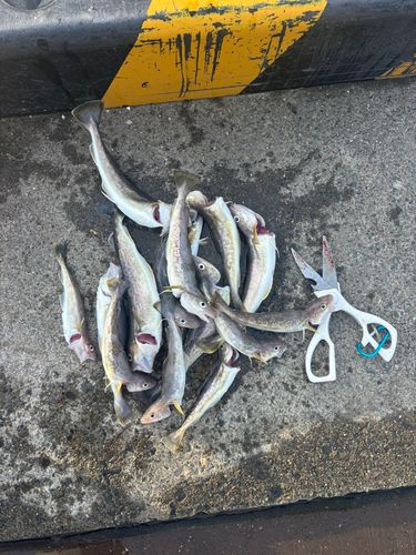 コマイの釣果