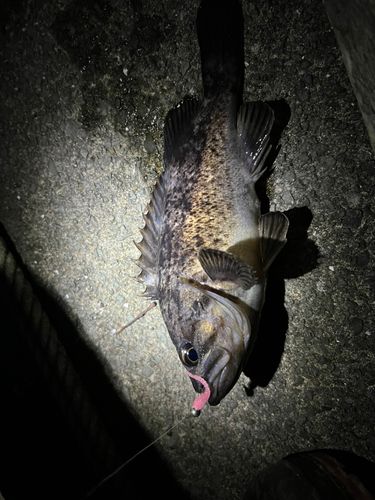 クロソイの釣果