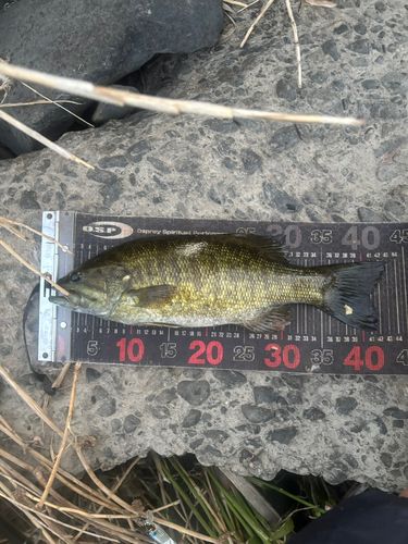 スモールマウスバスの釣果