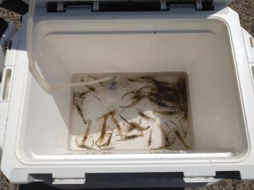 テナガエビの釣果