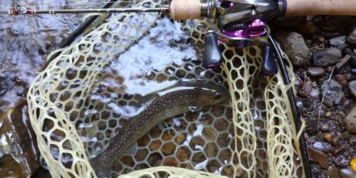 ニッコウイワナの釣果