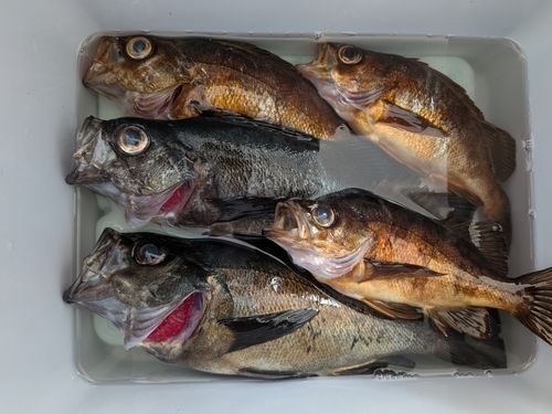 メバルの釣果