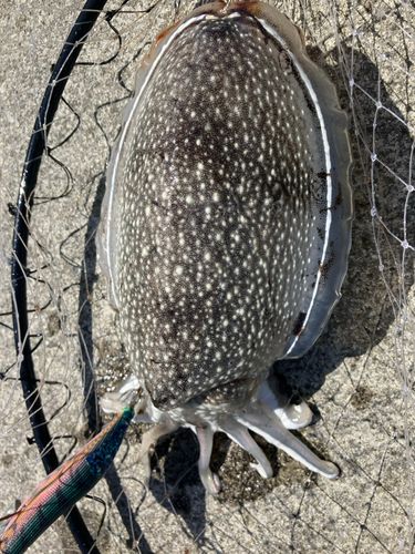 シリヤケイカの釣果