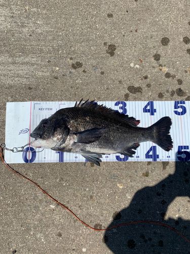 チヌの釣果