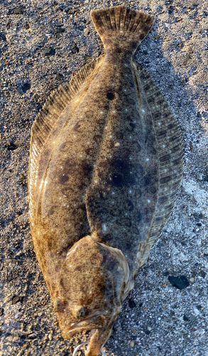 ヒラメの釣果