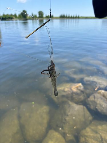 テナガエビの釣果