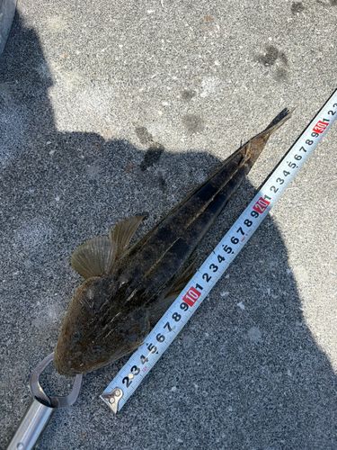 コチの釣果