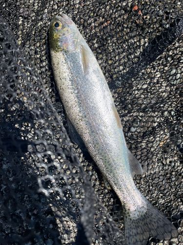 ニジマスの釣果