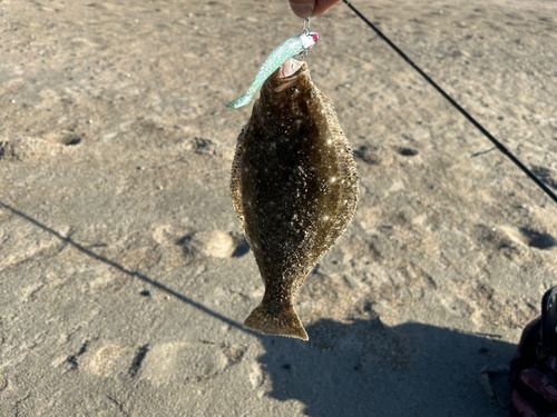 ソゲの釣果
