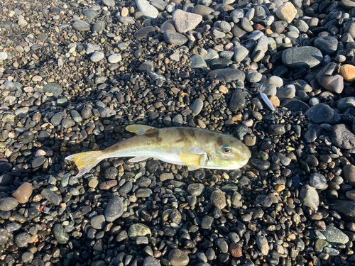 シロサバフグの釣果