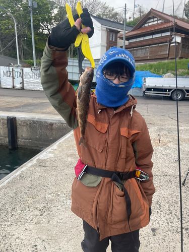 アイナメの釣果
