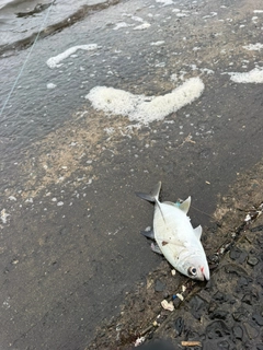 ギンガメアジの釣果