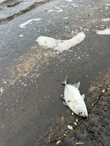 ギンガメアジの釣果
