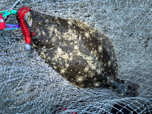 ヒラメの釣果