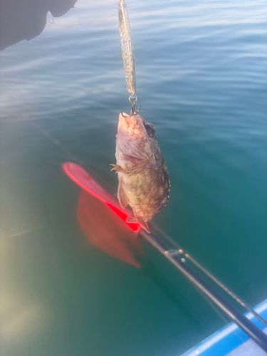アラカブの釣果