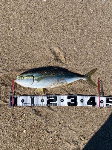 イナダの釣果