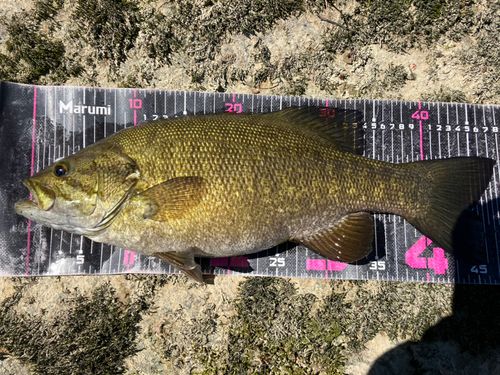スモールマウスバスの釣果