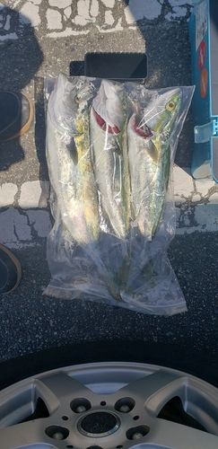ツバスの釣果