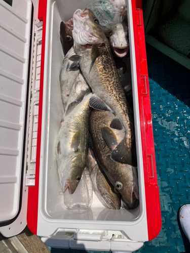マダラの釣果