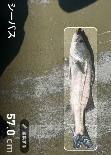 シーバスの釣果