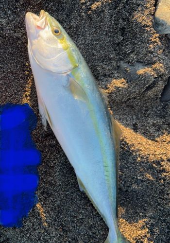 ワカシの釣果