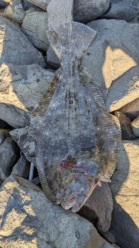 ヒラメの釣果