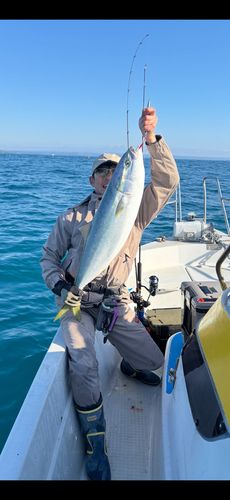 ブリの釣果