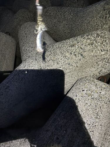 カタクチイワシの釣果