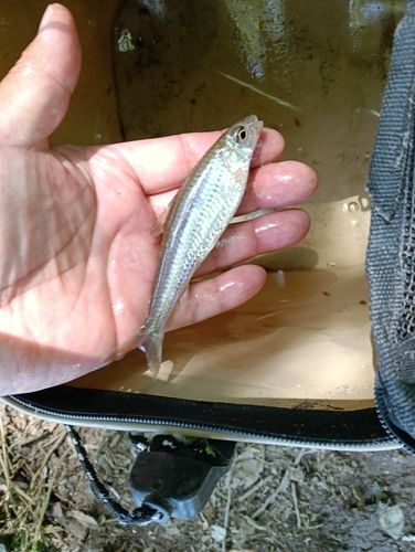 タモロコの釣果