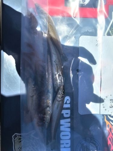 キスの釣果