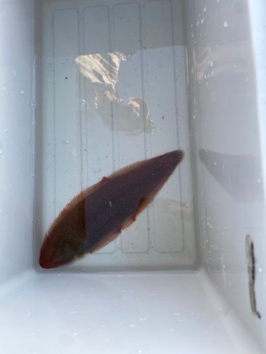 シタビラメの釣果