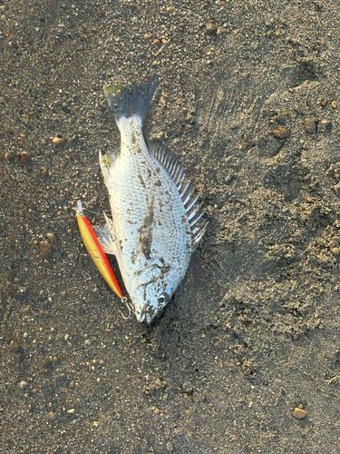 キビレの釣果