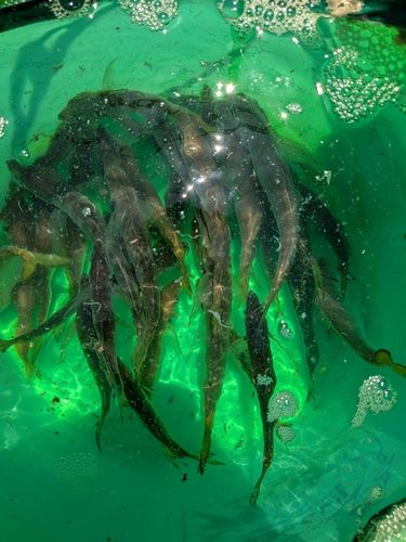 マアジの釣果