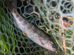 ヤマメの釣果