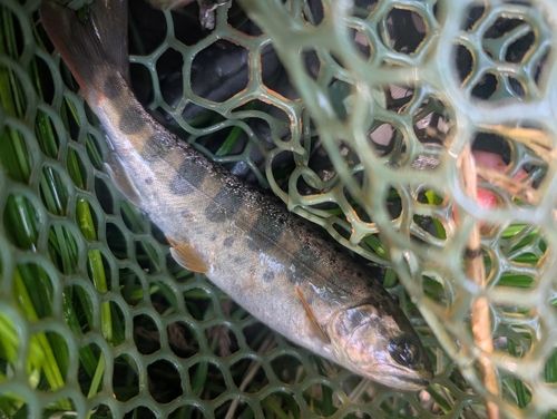 ヤマメの釣果