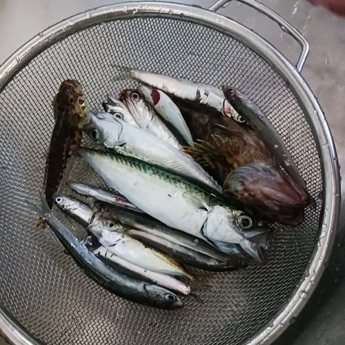 イワシの釣果