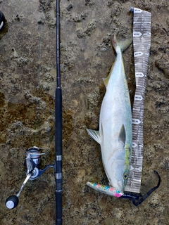 ワラサの釣果