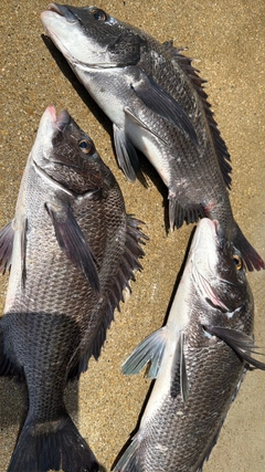 クロダイの釣果