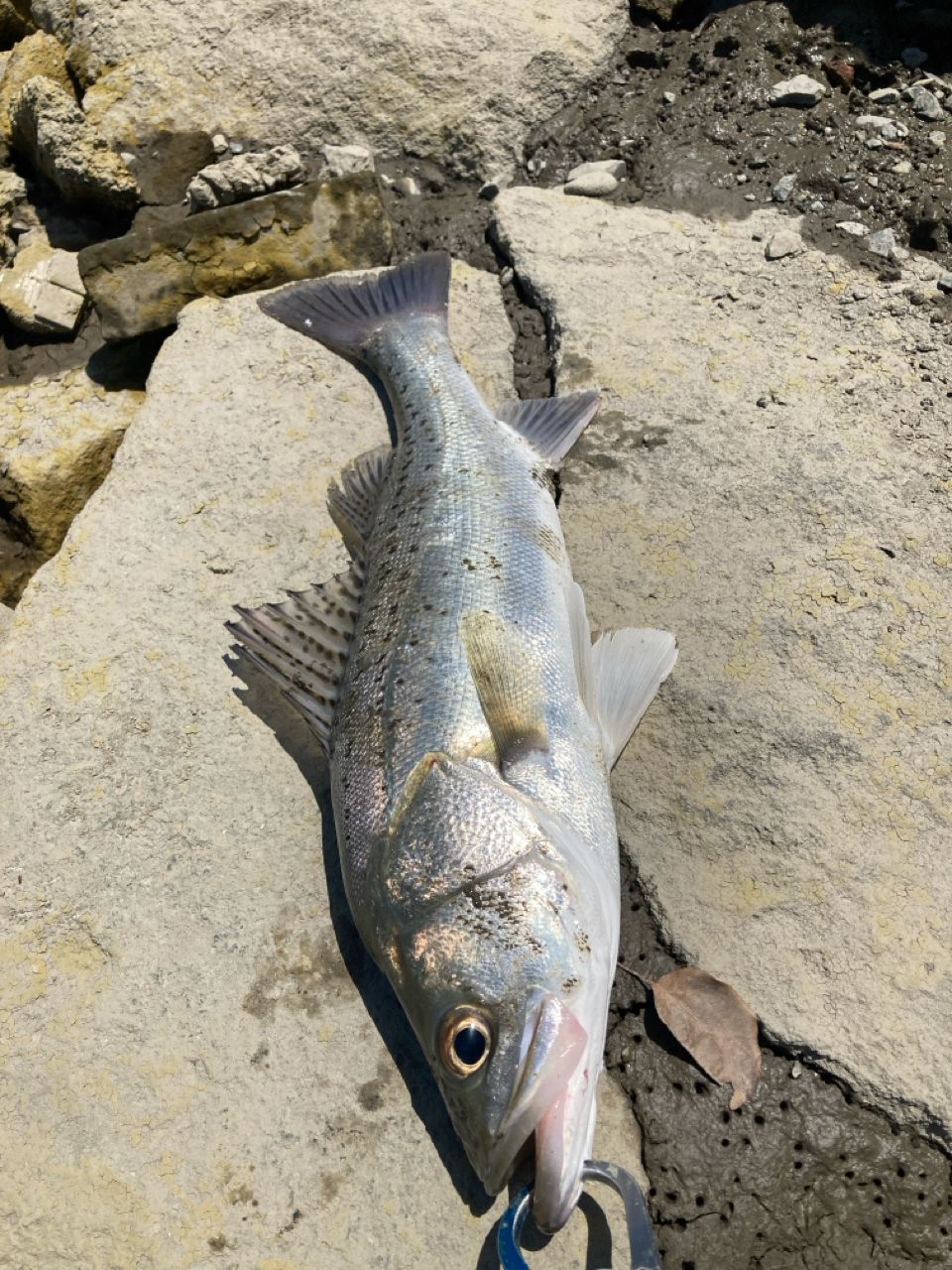 シーバスの釣果写真
