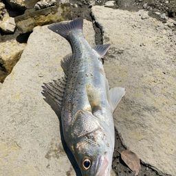 シーバスの釣果写真