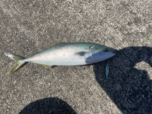 ハマチの釣果