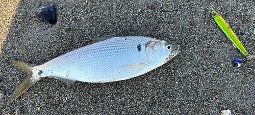 スズキの釣果