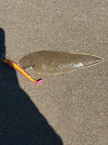 シタビラメの釣果