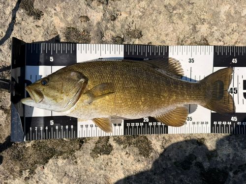 スモールマウスバスの釣果