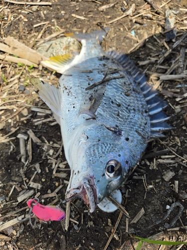 チヌの釣果