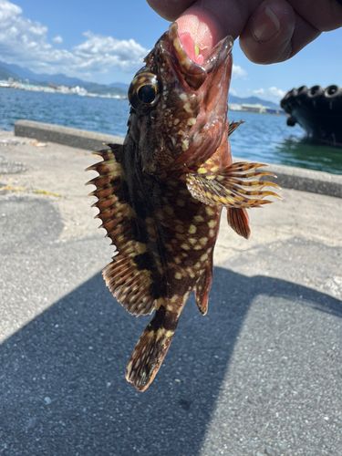 カサゴの釣果