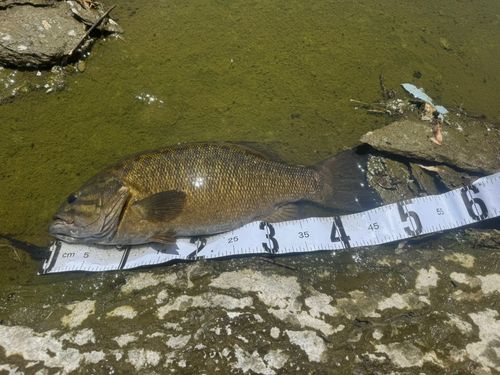 スモールマウスバスの釣果