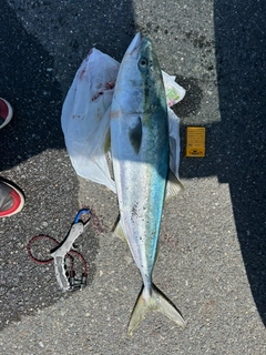 ブリの釣果