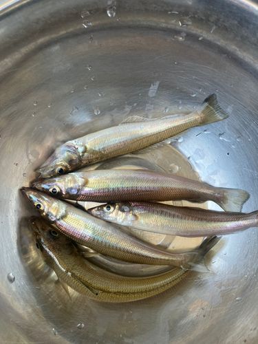 キスの釣果