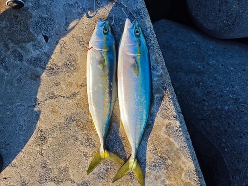 フクラギの釣果